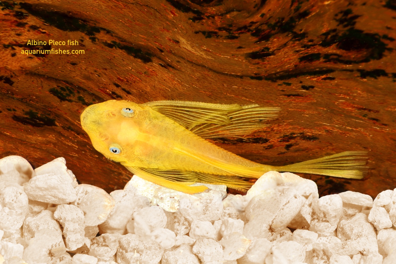 Albino Plecostomus fish