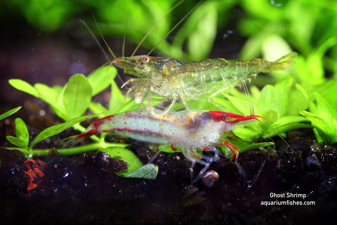 Betta eating ghost shrimp best sale