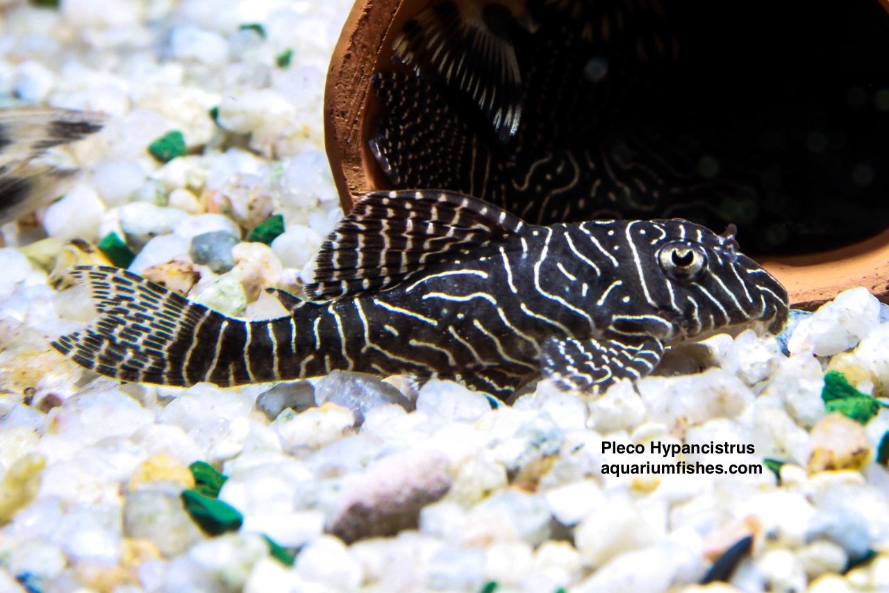Zebra Pleco Hypancistrus