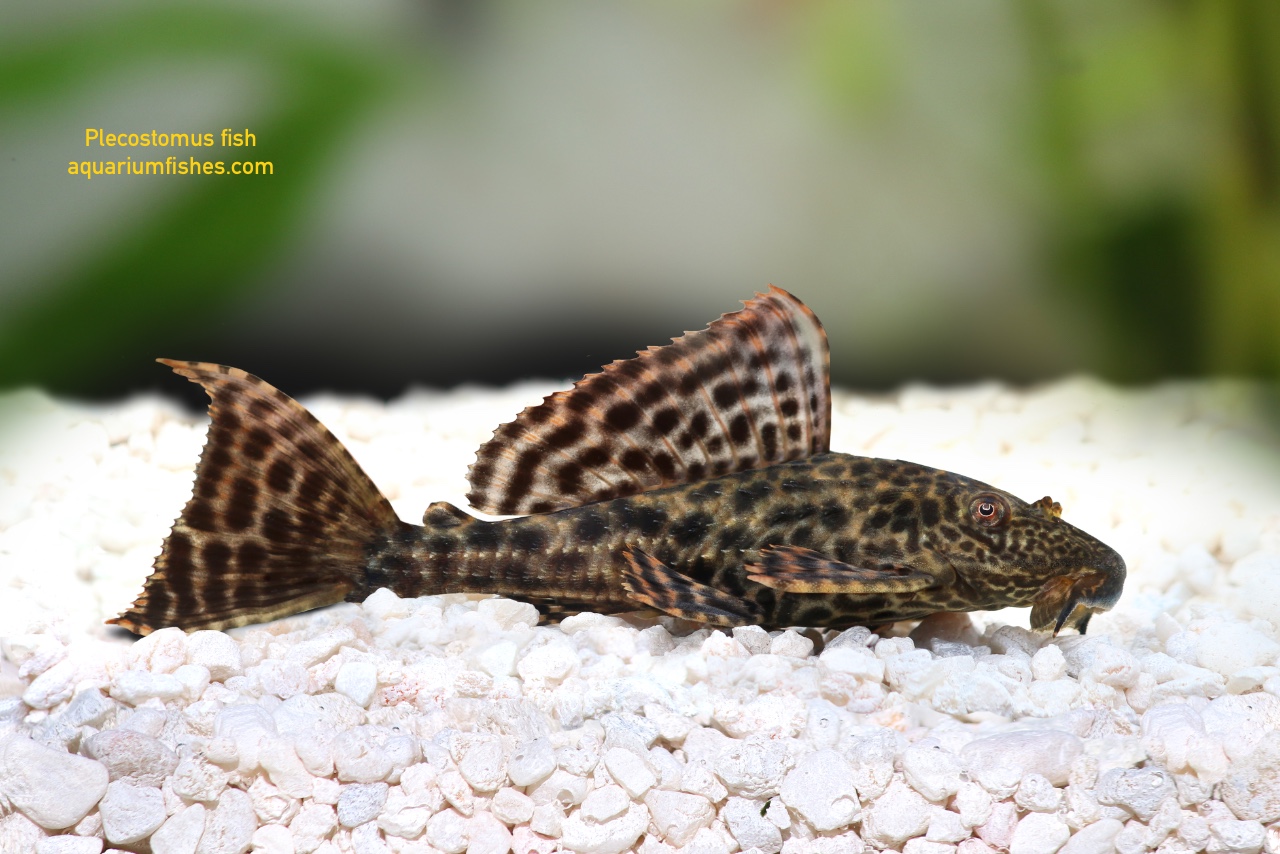 Plecostomus fish or Pleco Fish