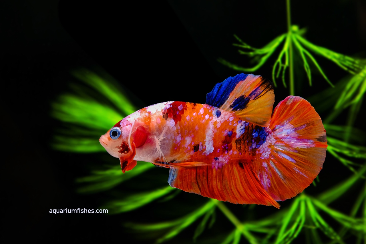 Different betta fish best sale