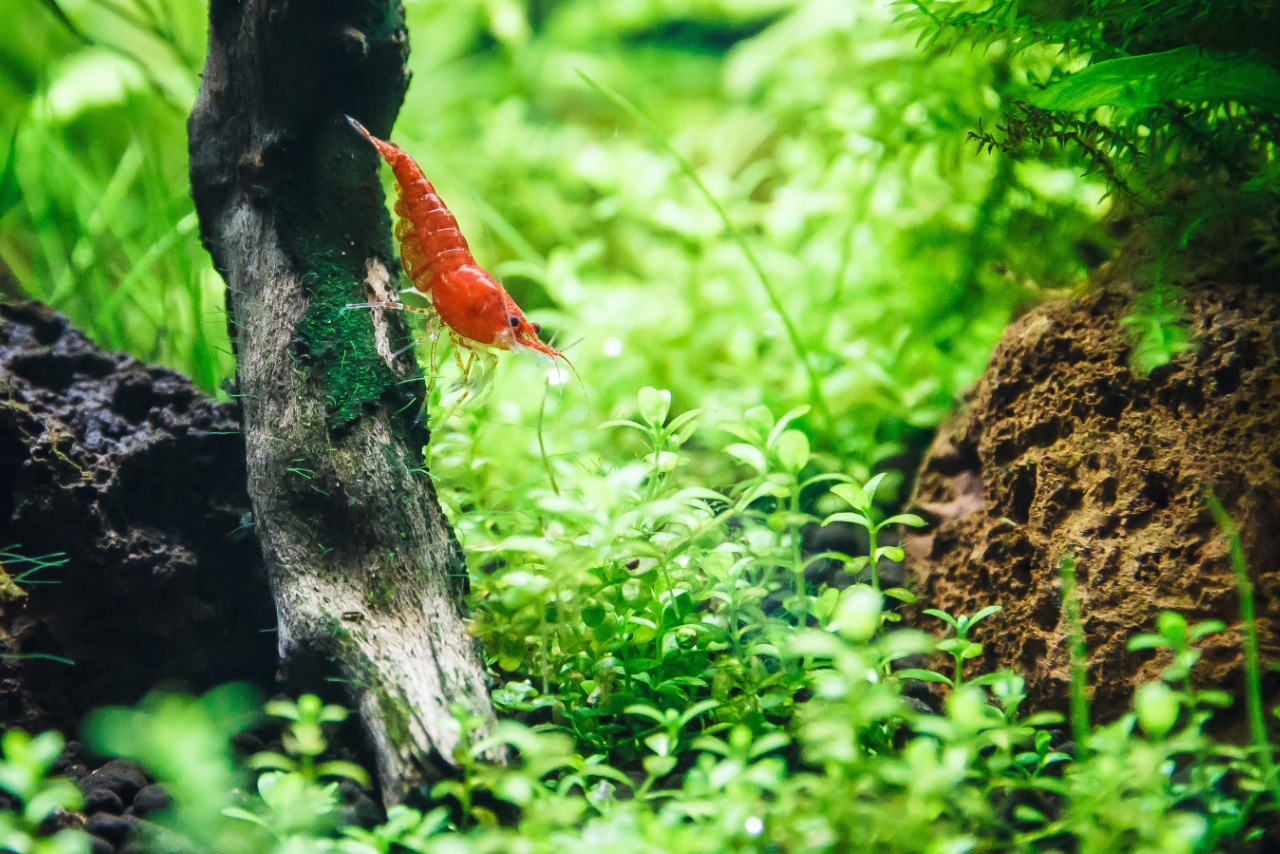 Cherry shrimp tank