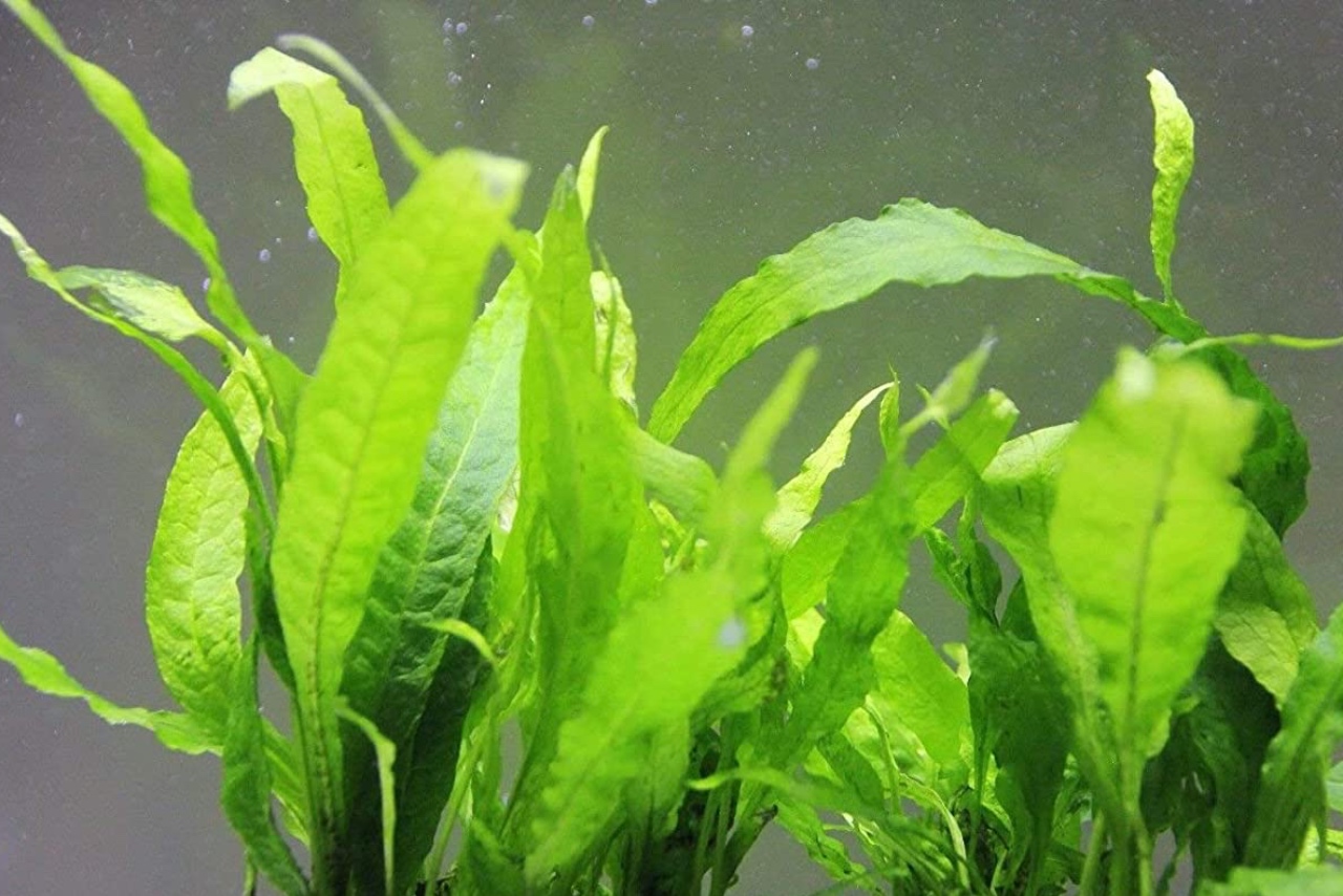 Narrow Java Fern