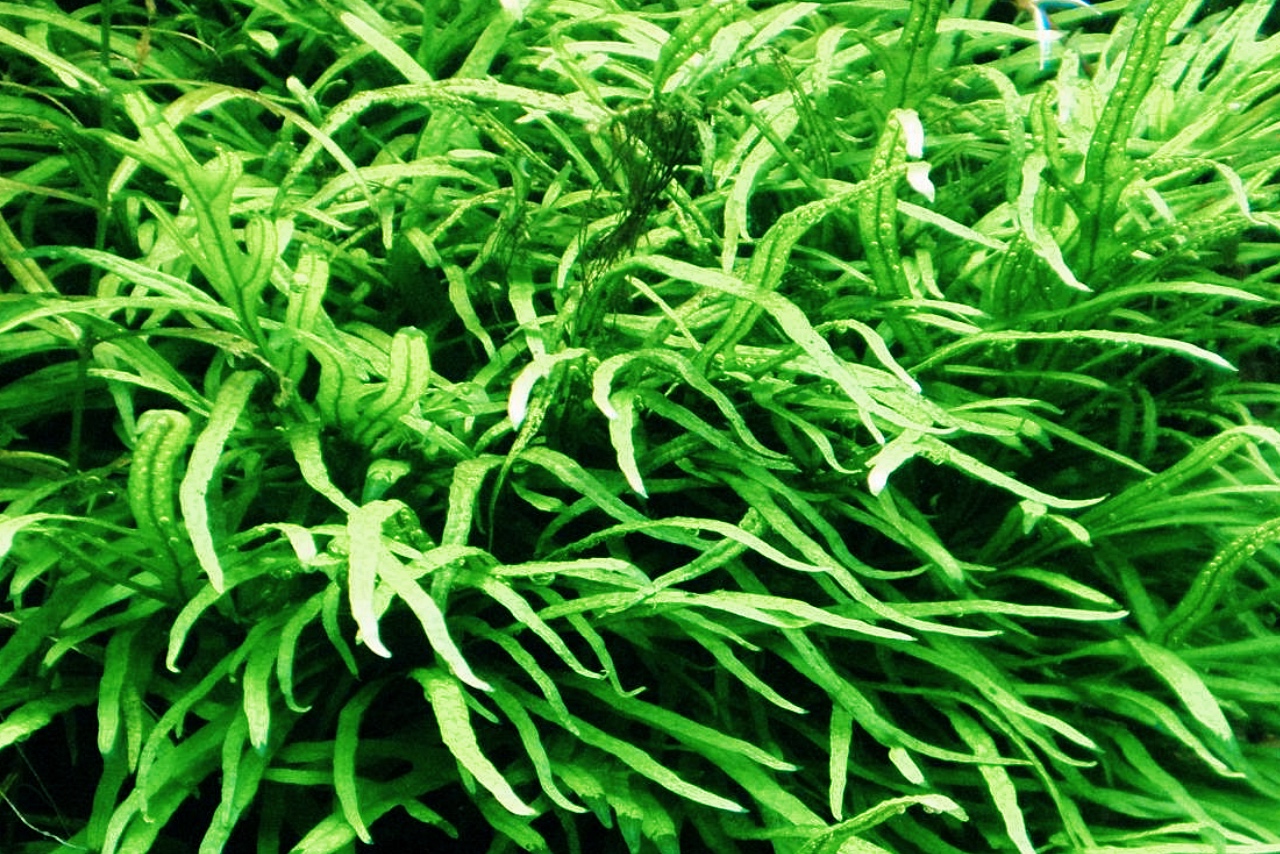 Needle leaf Java Fern