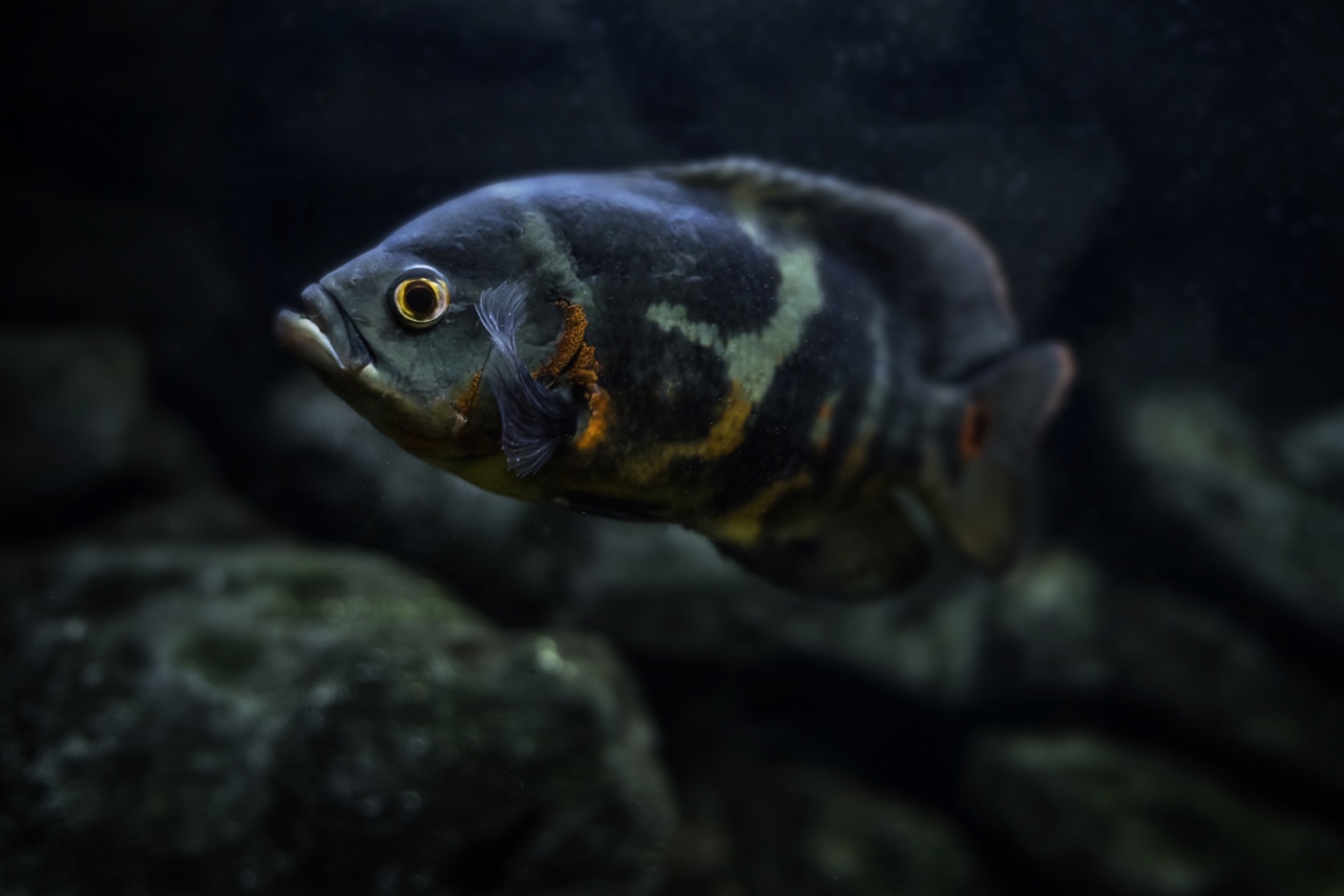 Oscar fish care