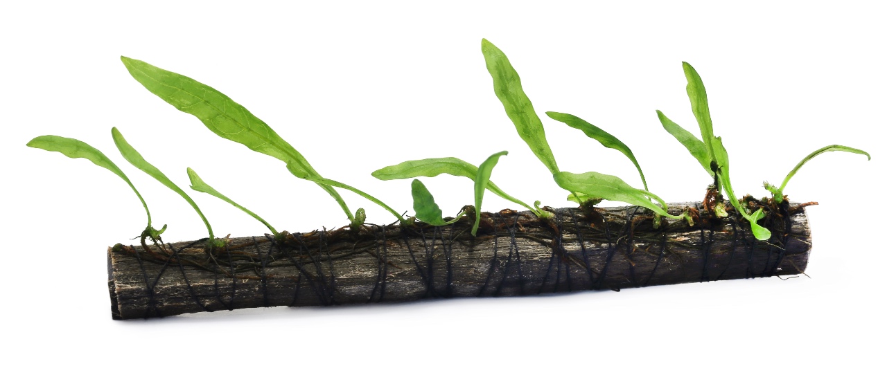 How to plant Java Fern