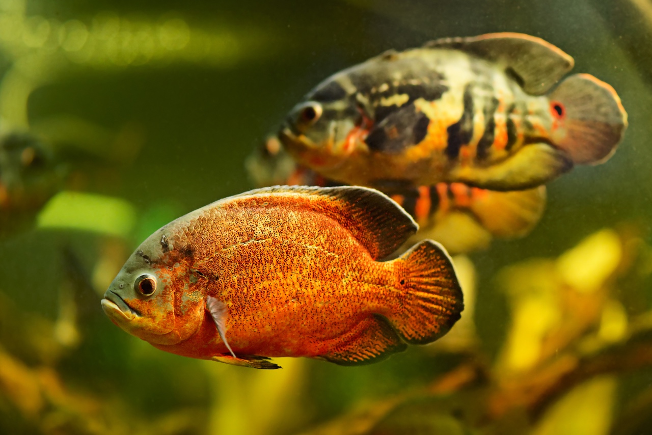 Tiger and red oscar fish