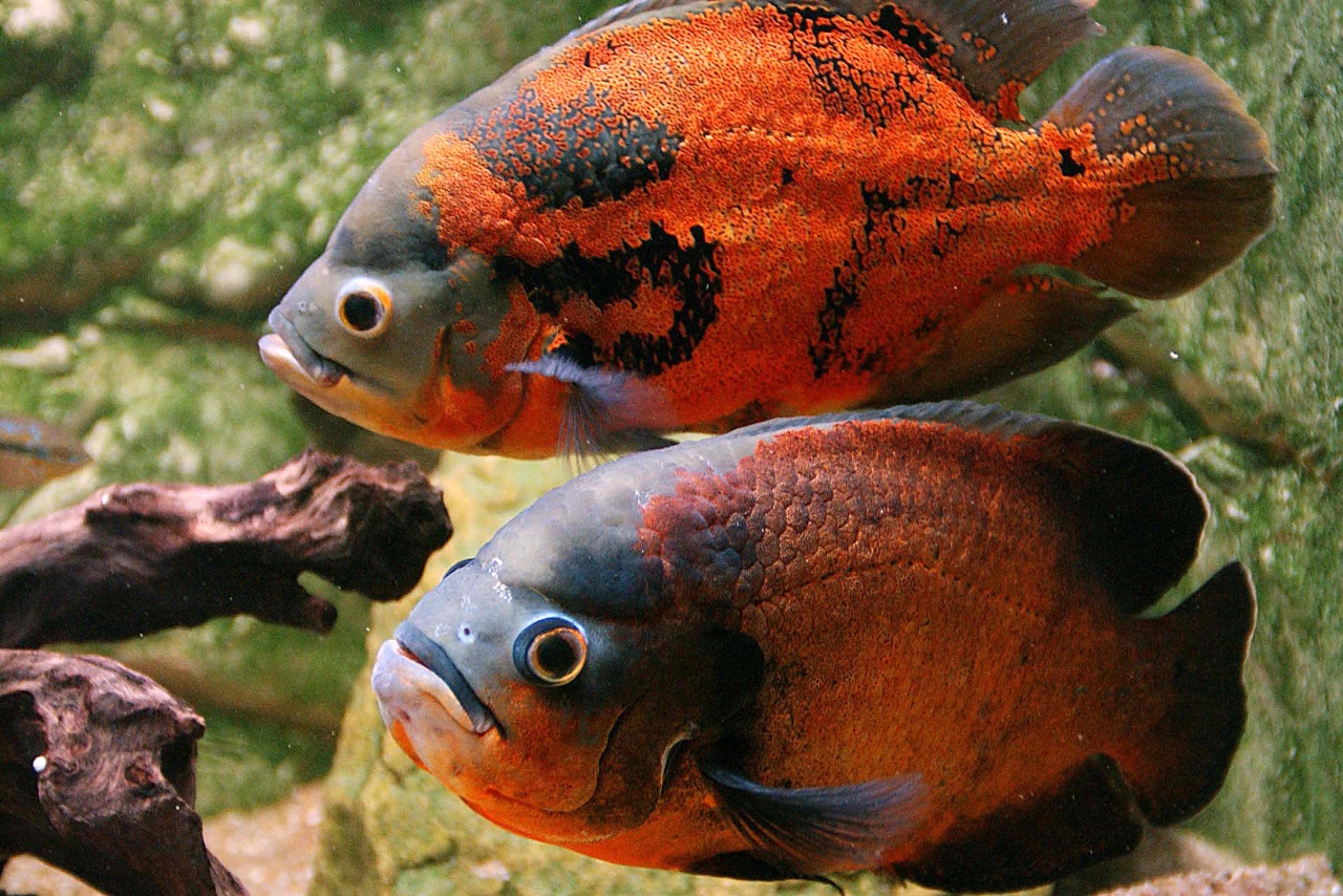 Tiger oscar fish