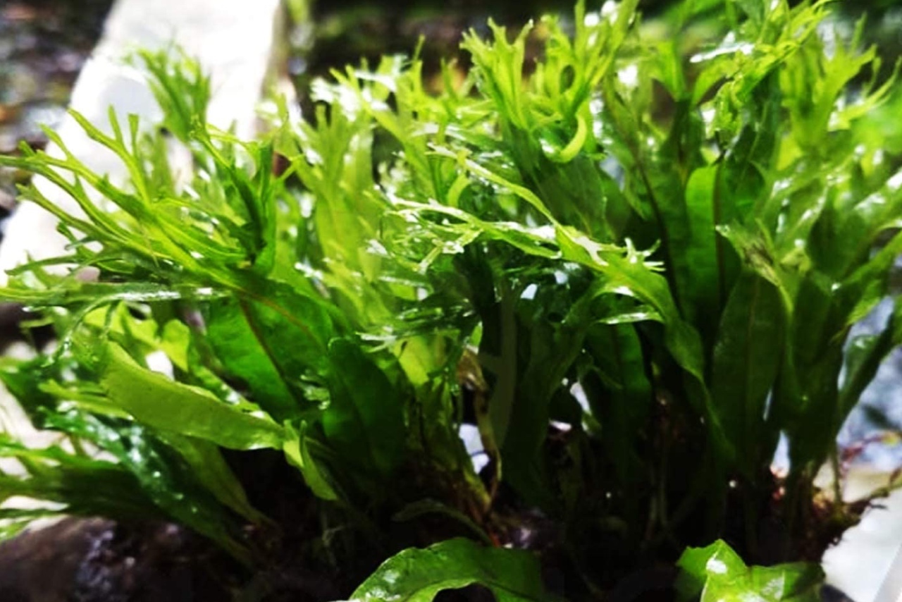 Windelov Java Fern