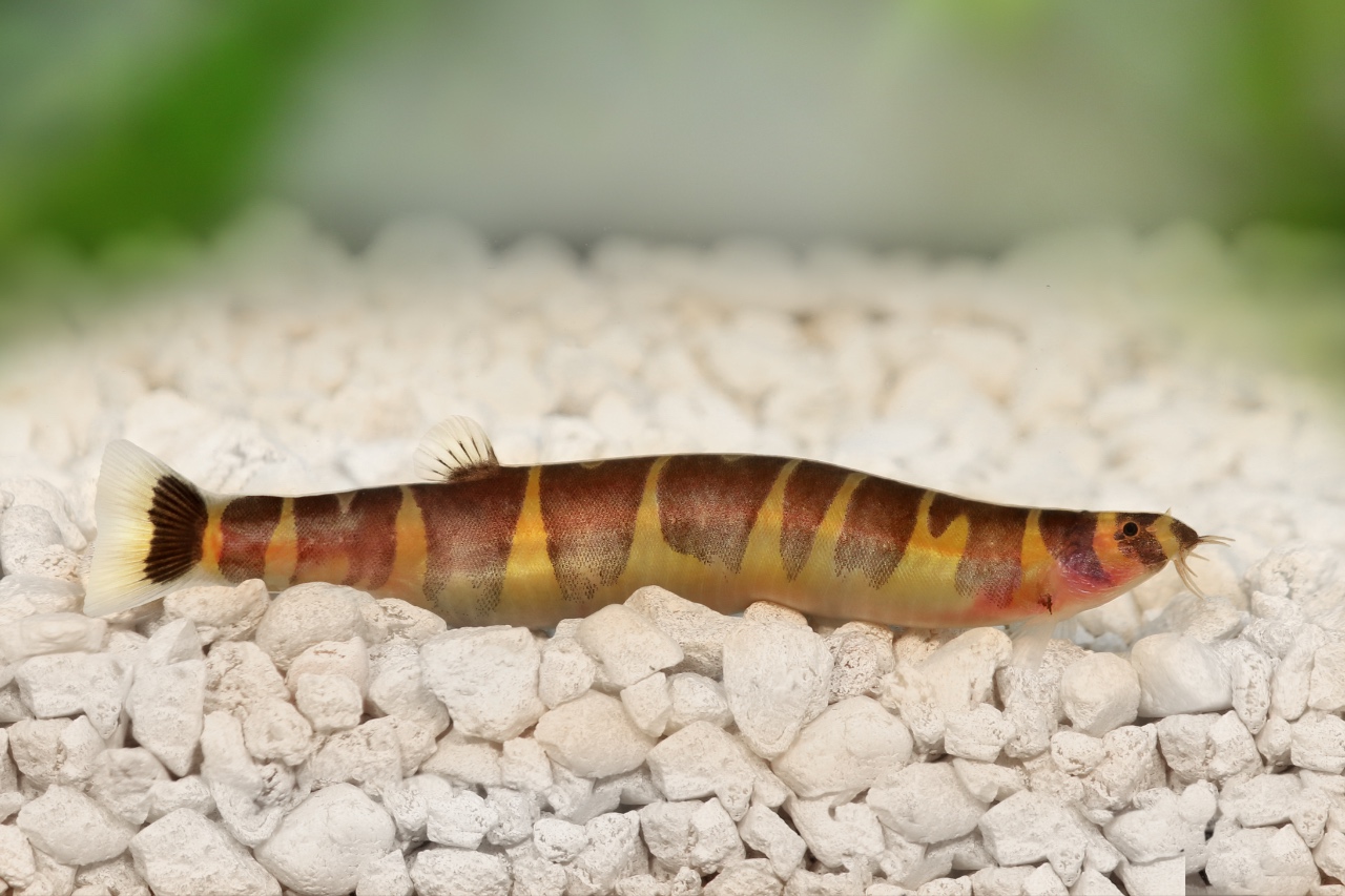 Kuhli loach fish appearance