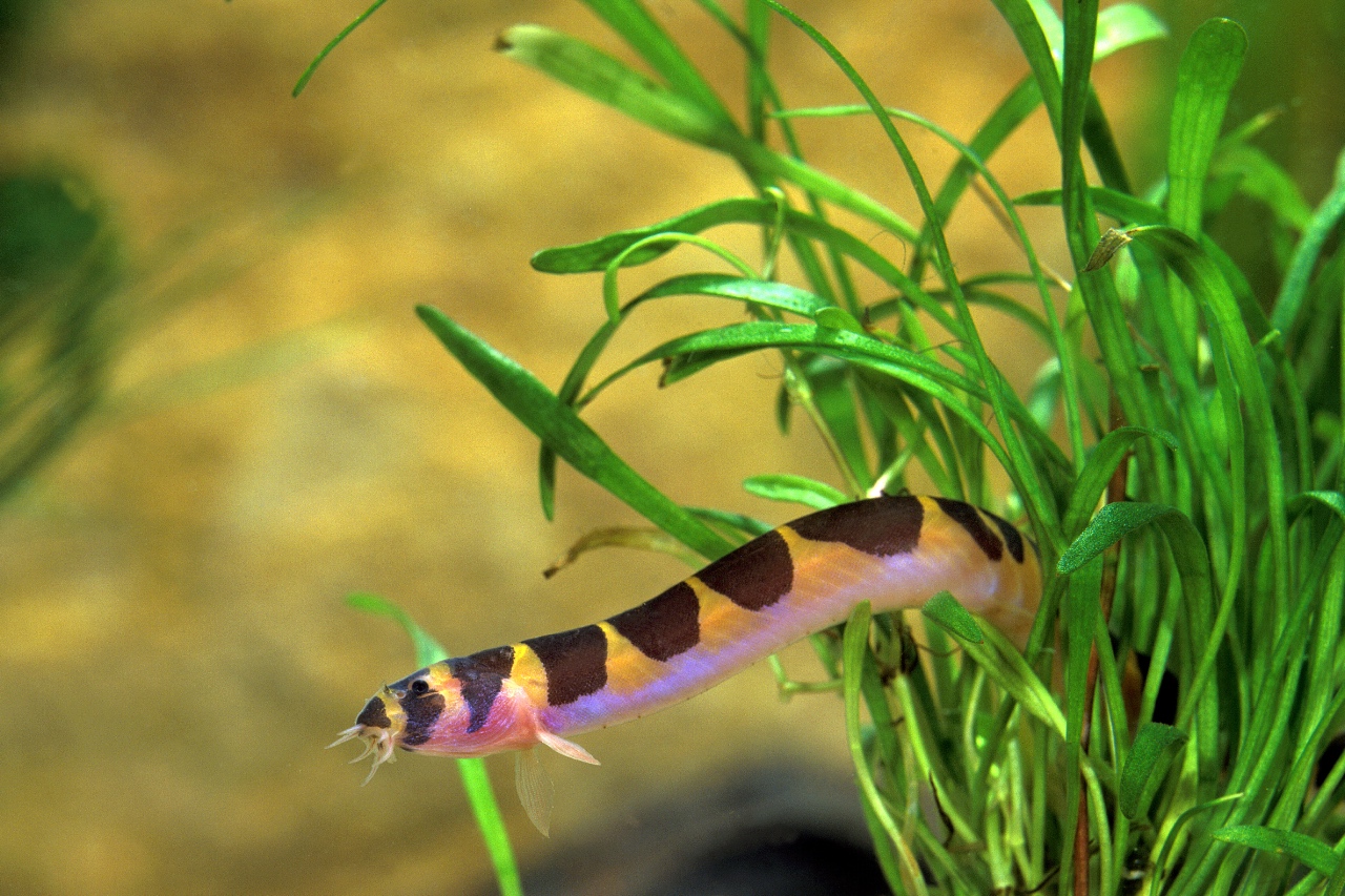 Kuhli loach breeding