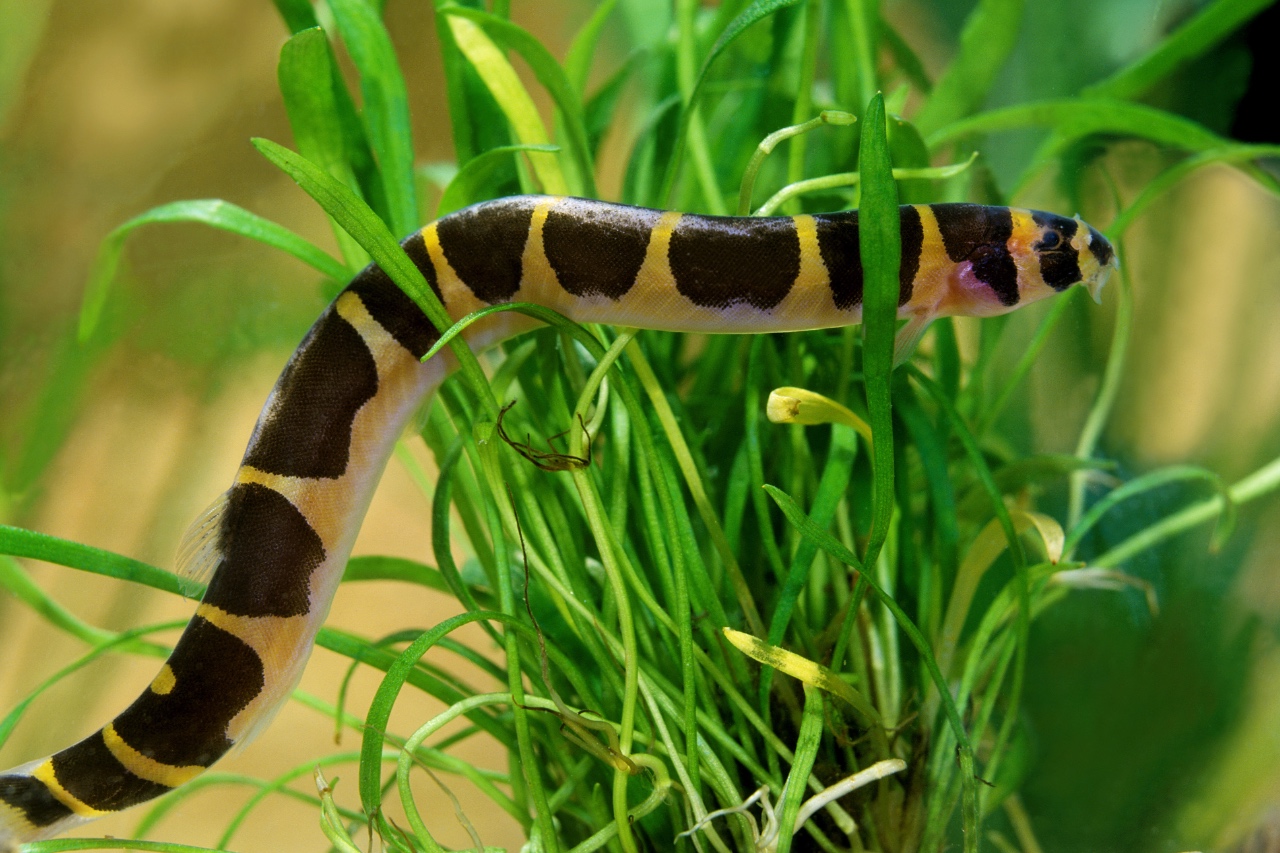 Kuhli loach care