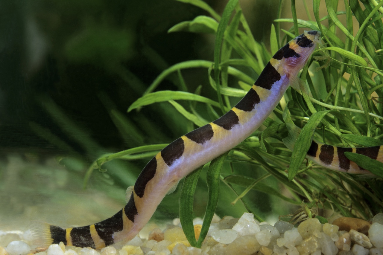 Kuhli loach tank size