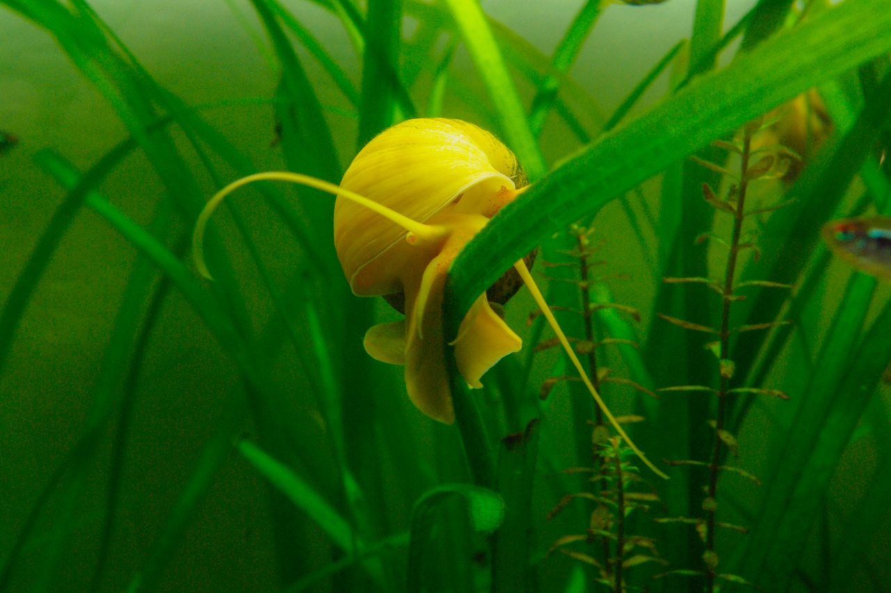 Mystery snail care