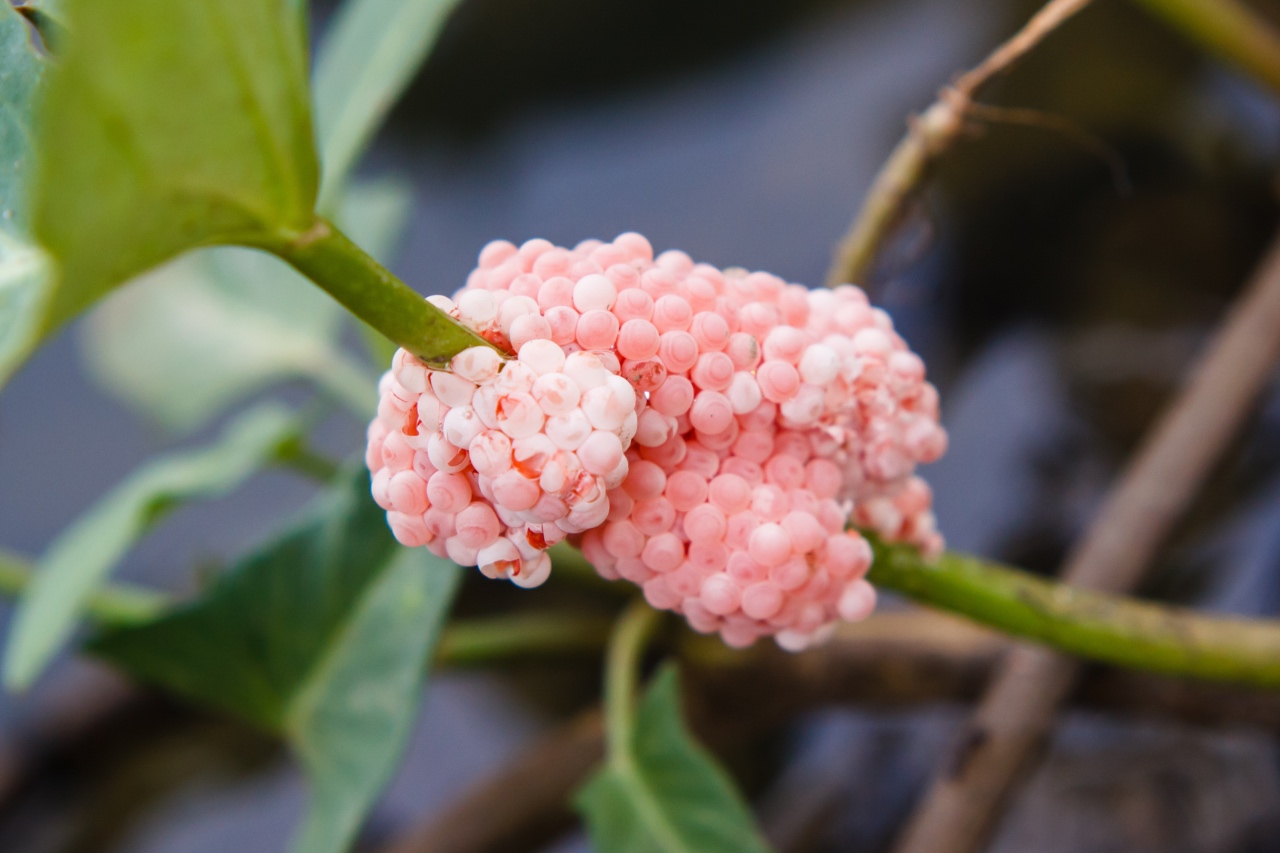Mystery snail eggs