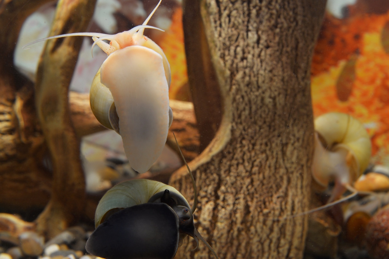 Mystery snail food