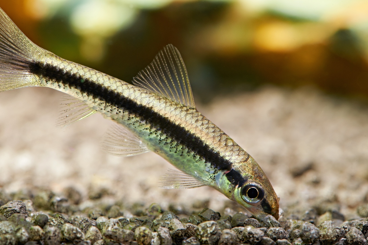 Siamese Algae Eater Appearance