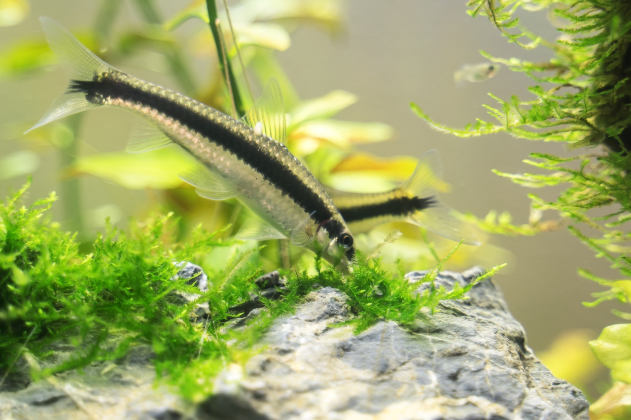Siamese Algae Eater Diet
