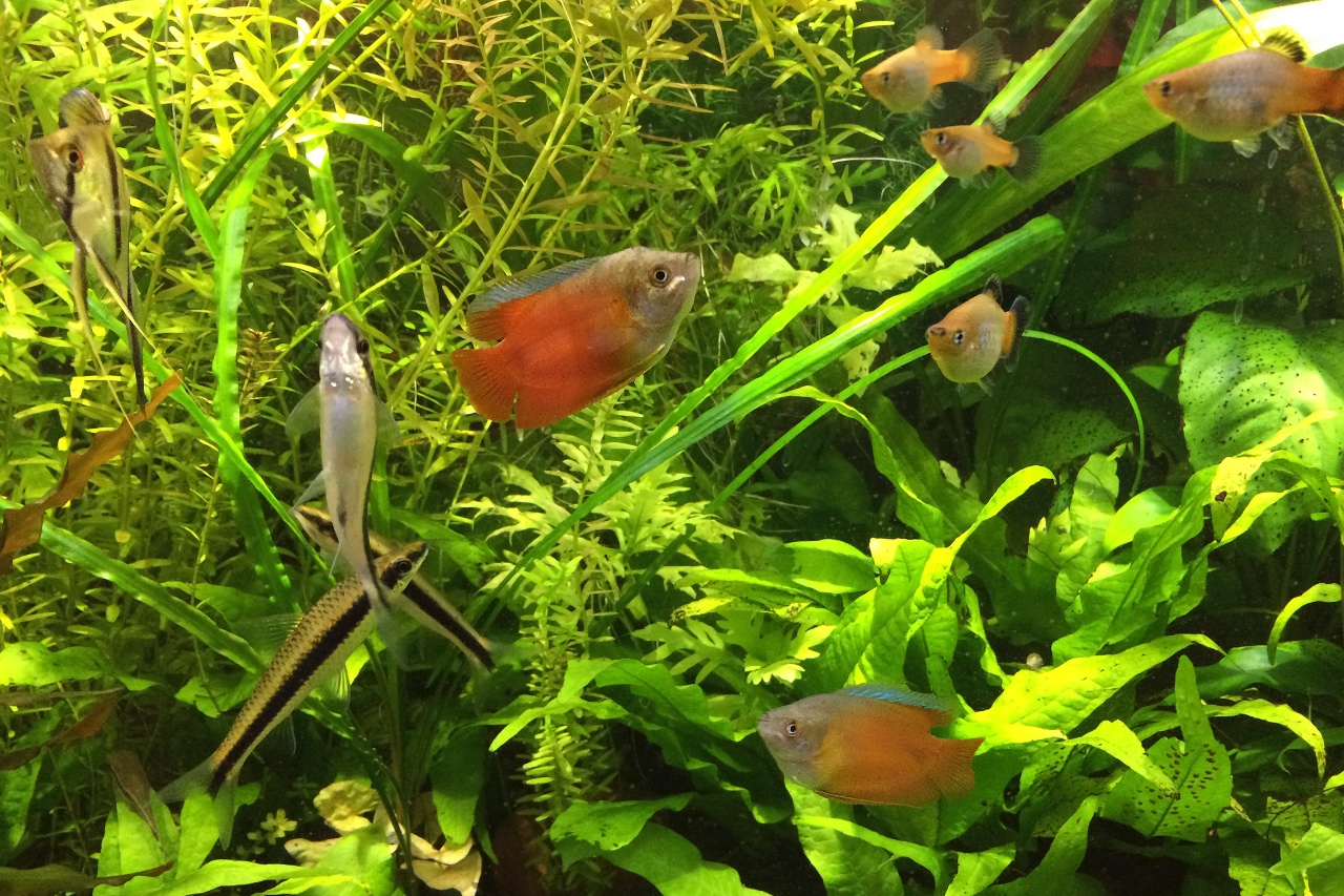 Siamese Algae Eater Tank