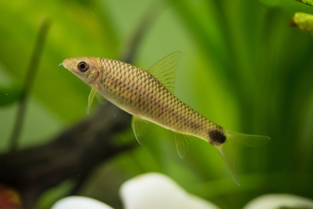 Silver flying fox fish