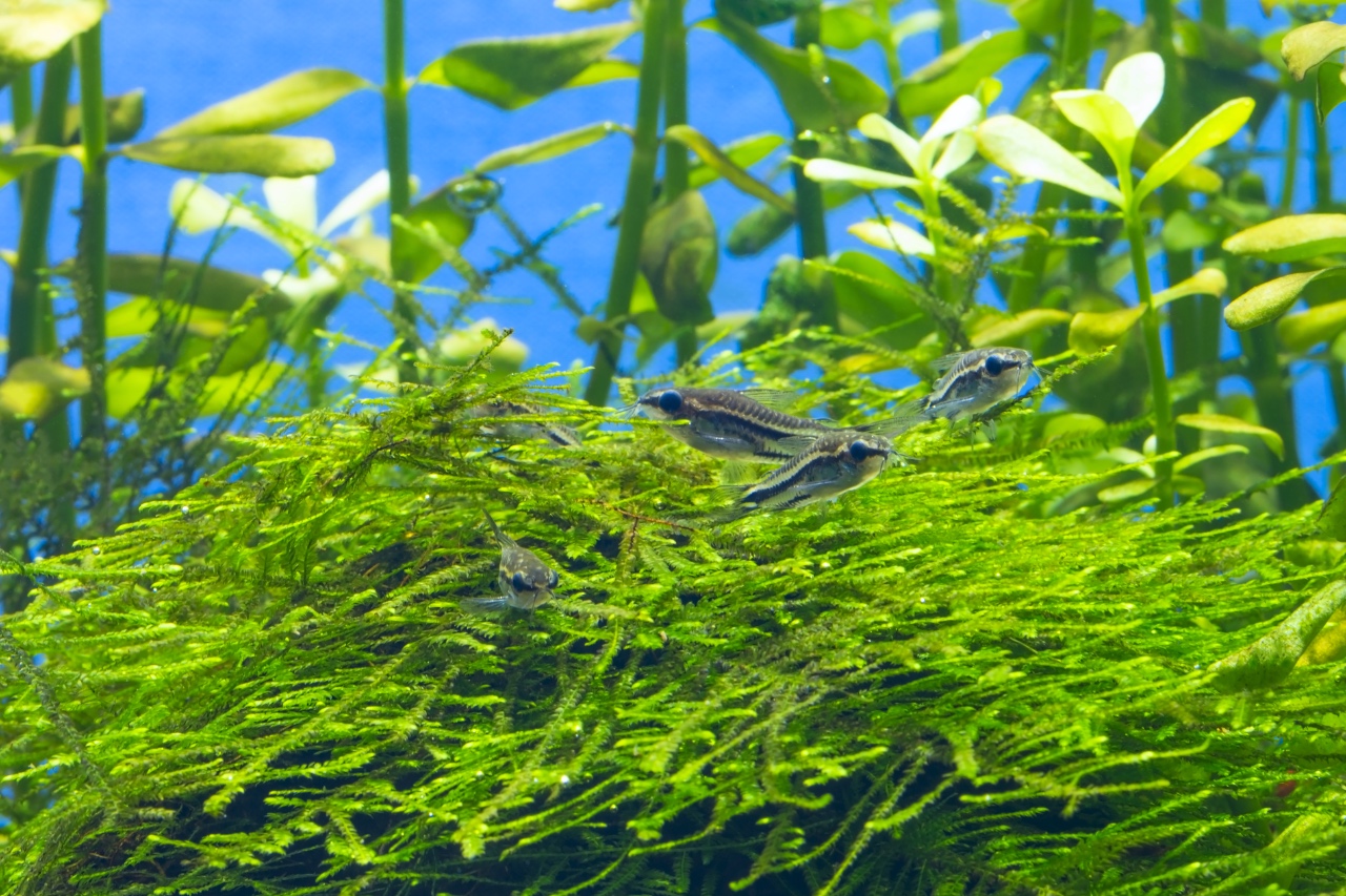 Pygmy Cory care