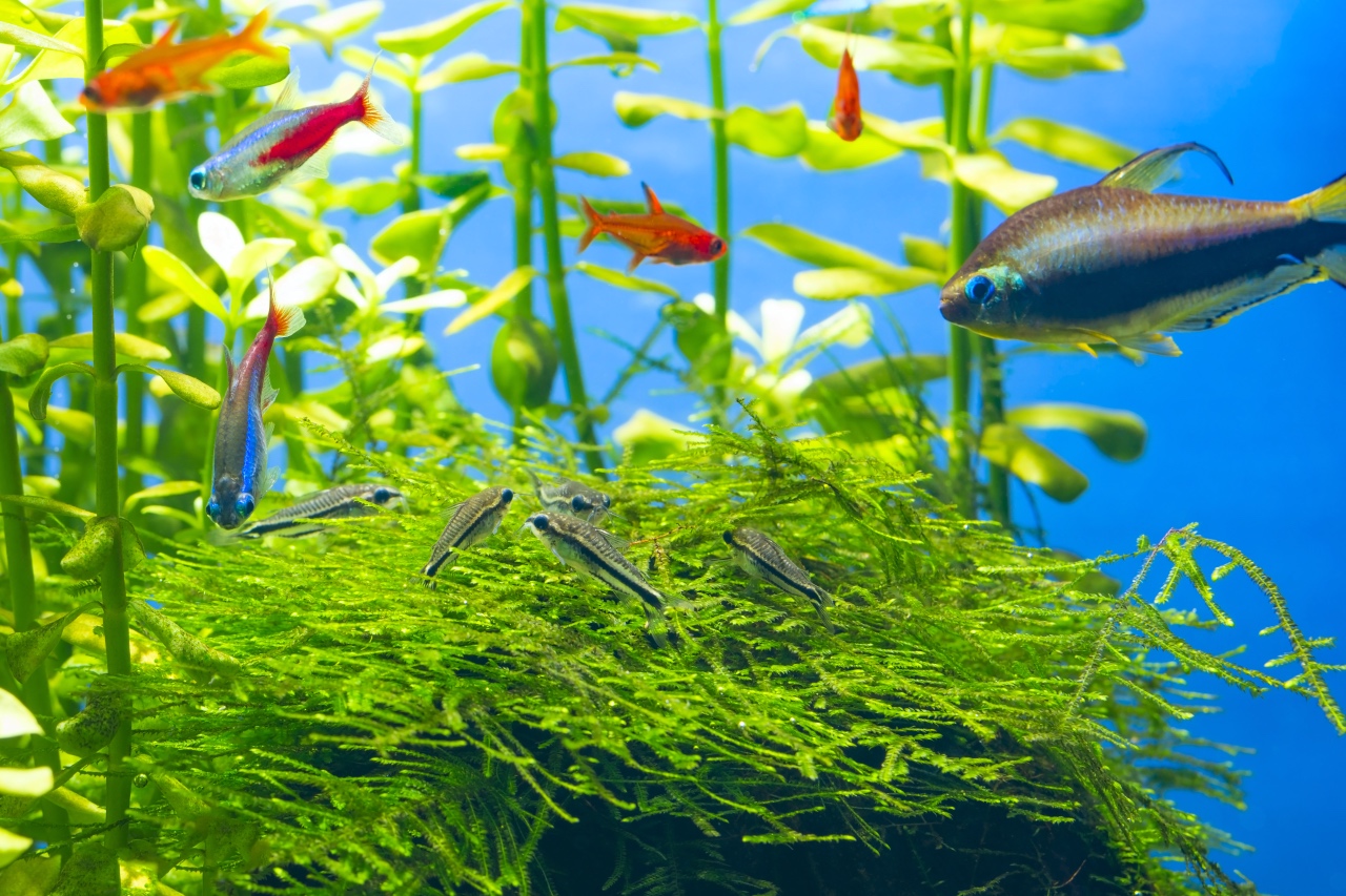 Pygmy Cory tank mates