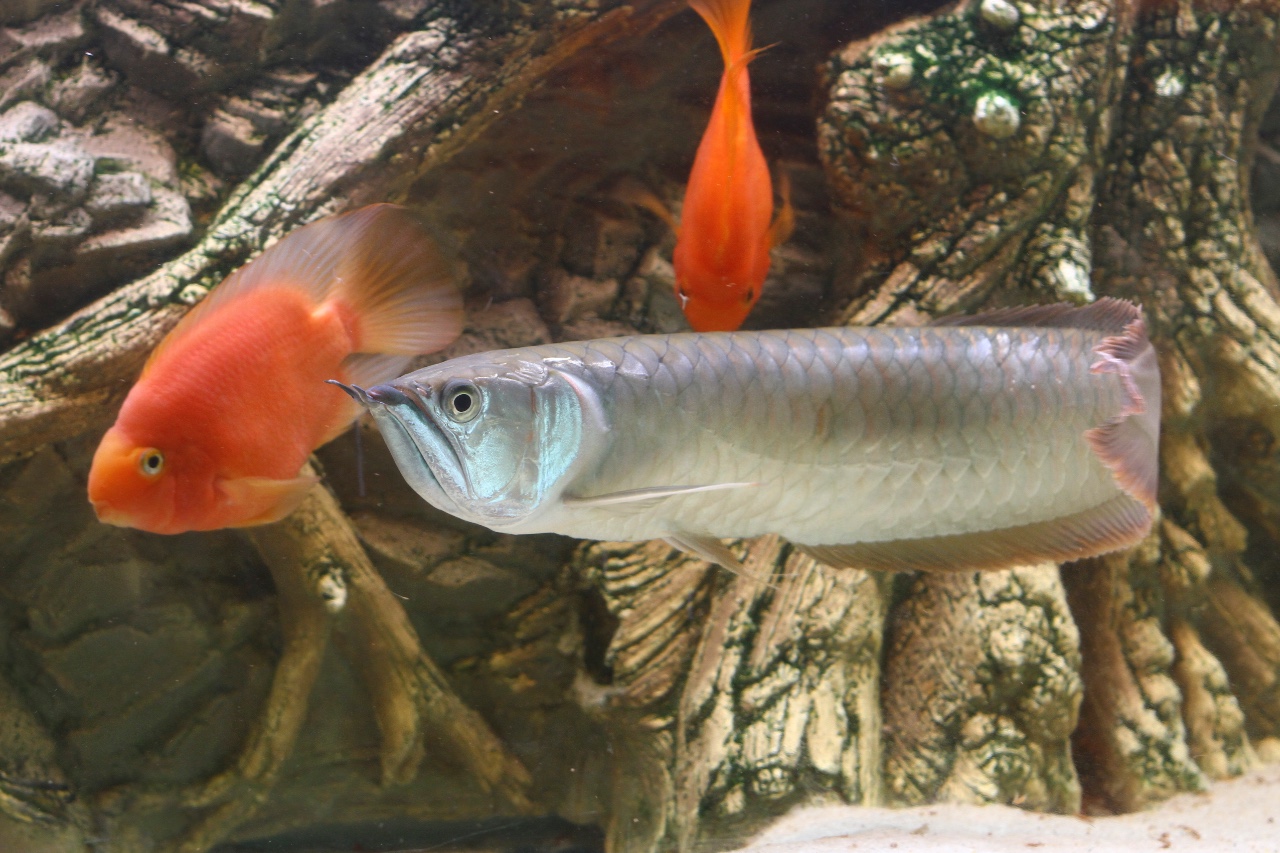 Silver Arowana Tank Mates