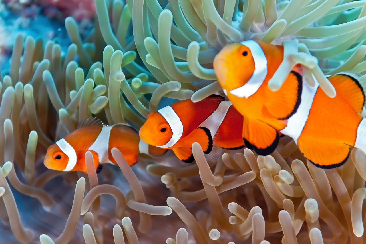 How to care for Clownfish