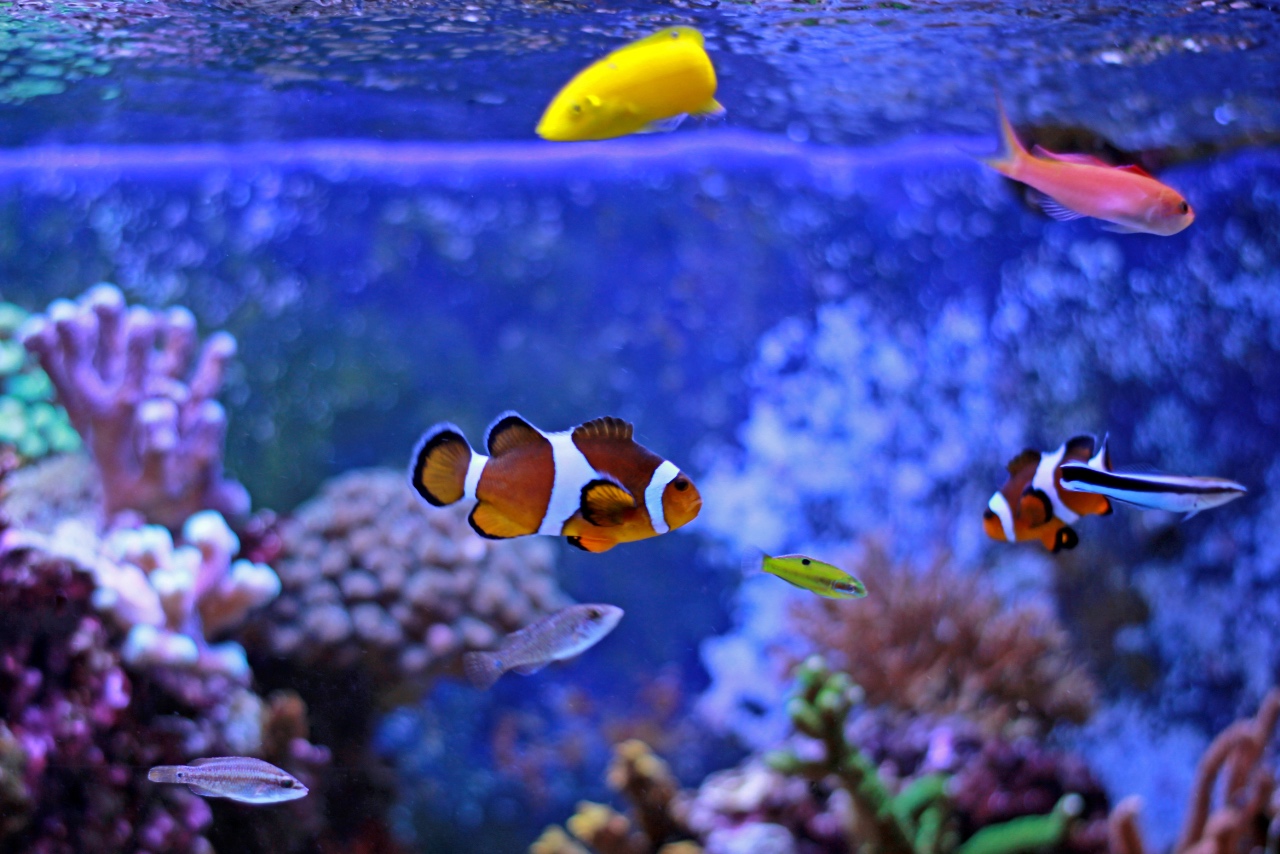 Clownfish tank mates