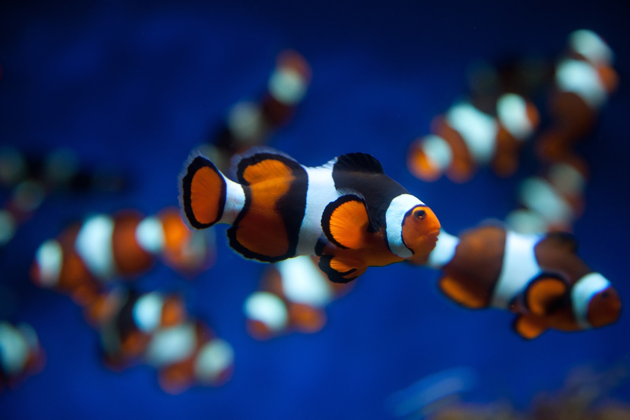 Clownfish tank aquarium