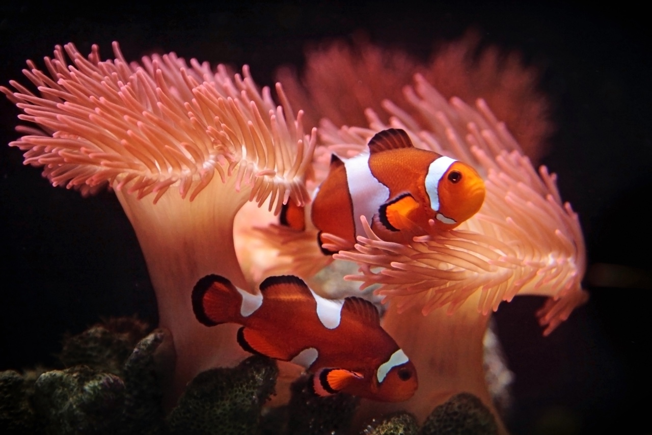 Clownfish care for beginners best sale