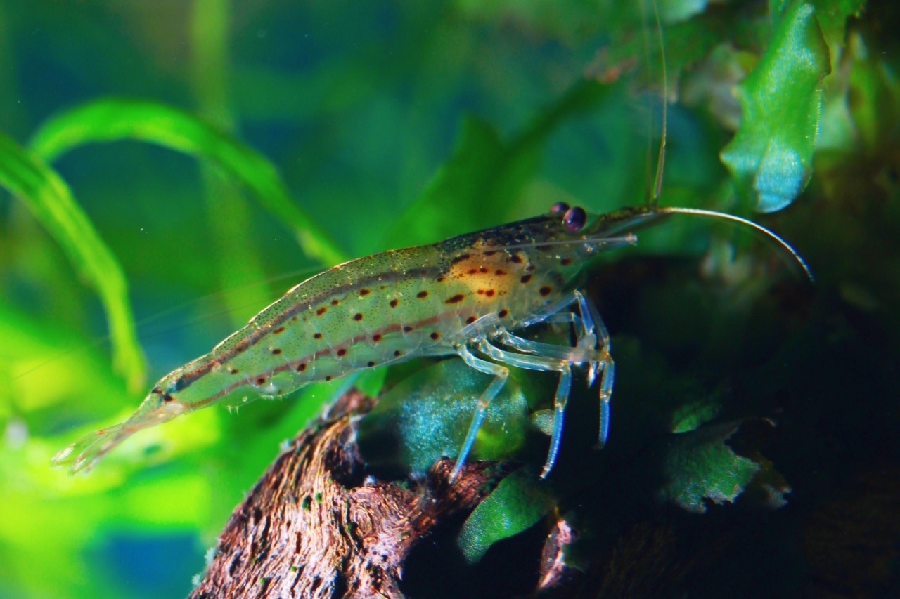 Yamato Shrimp - Algae Eating Shrimp