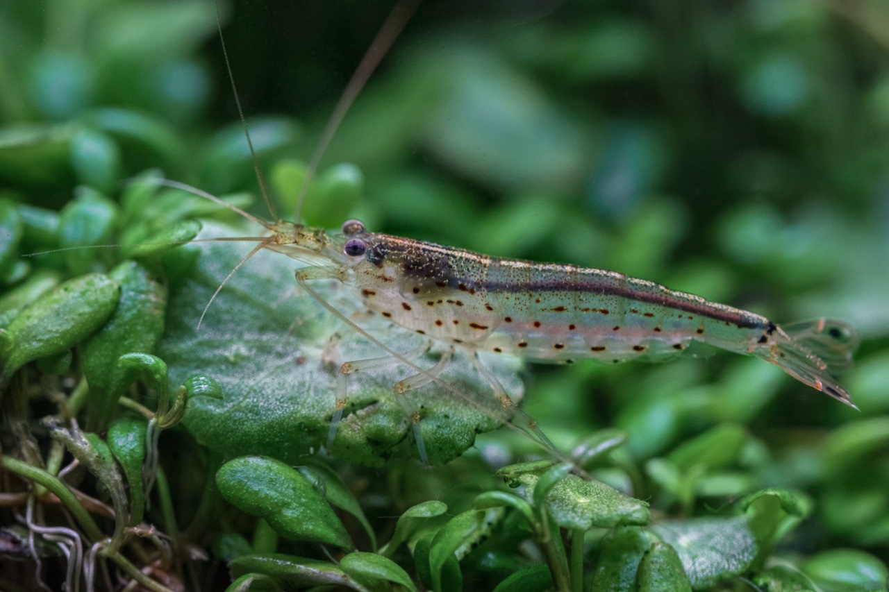 Caridina Japonica - Japonica Shrimp