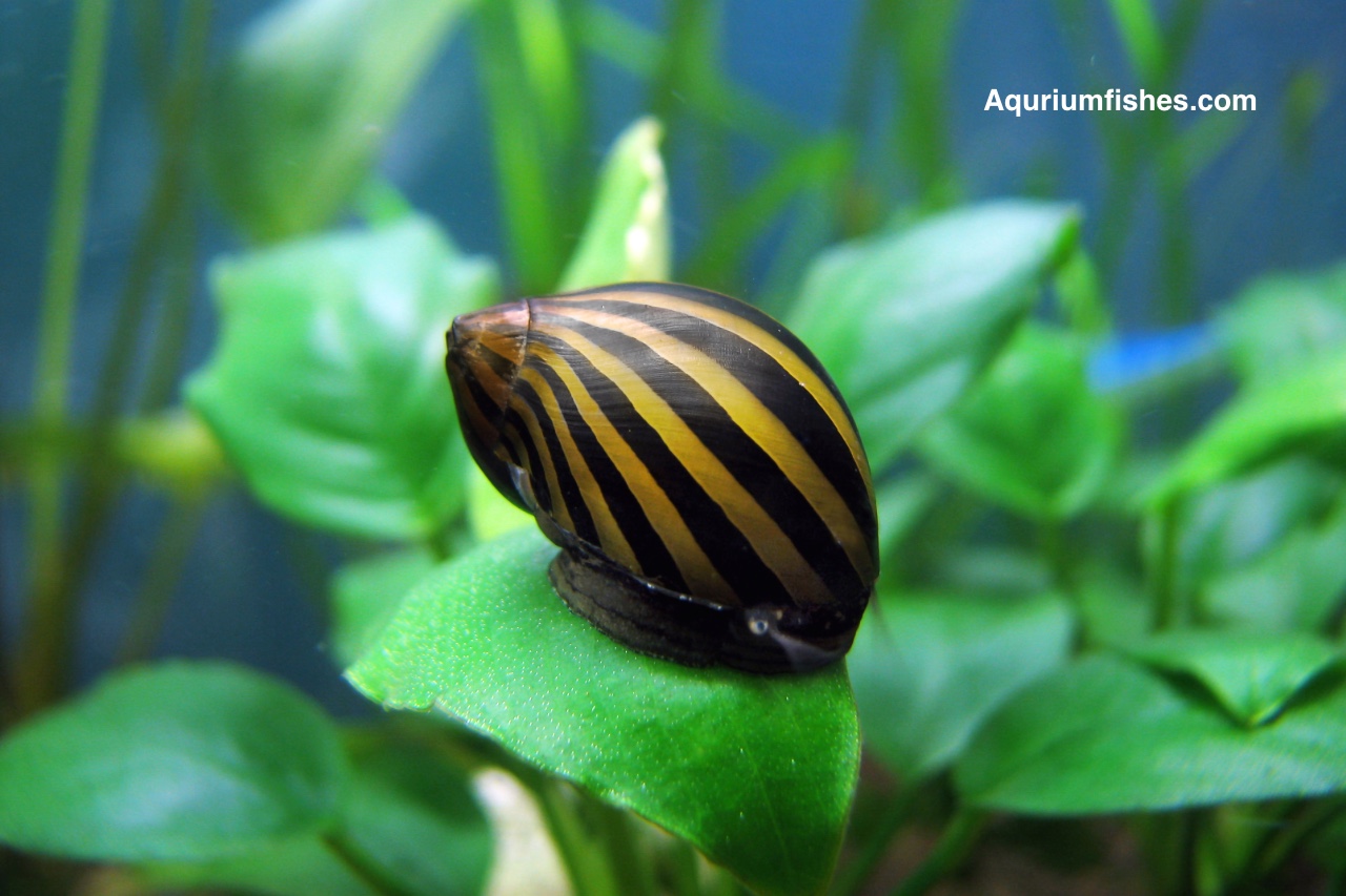 Nerite snail - algae eating snails