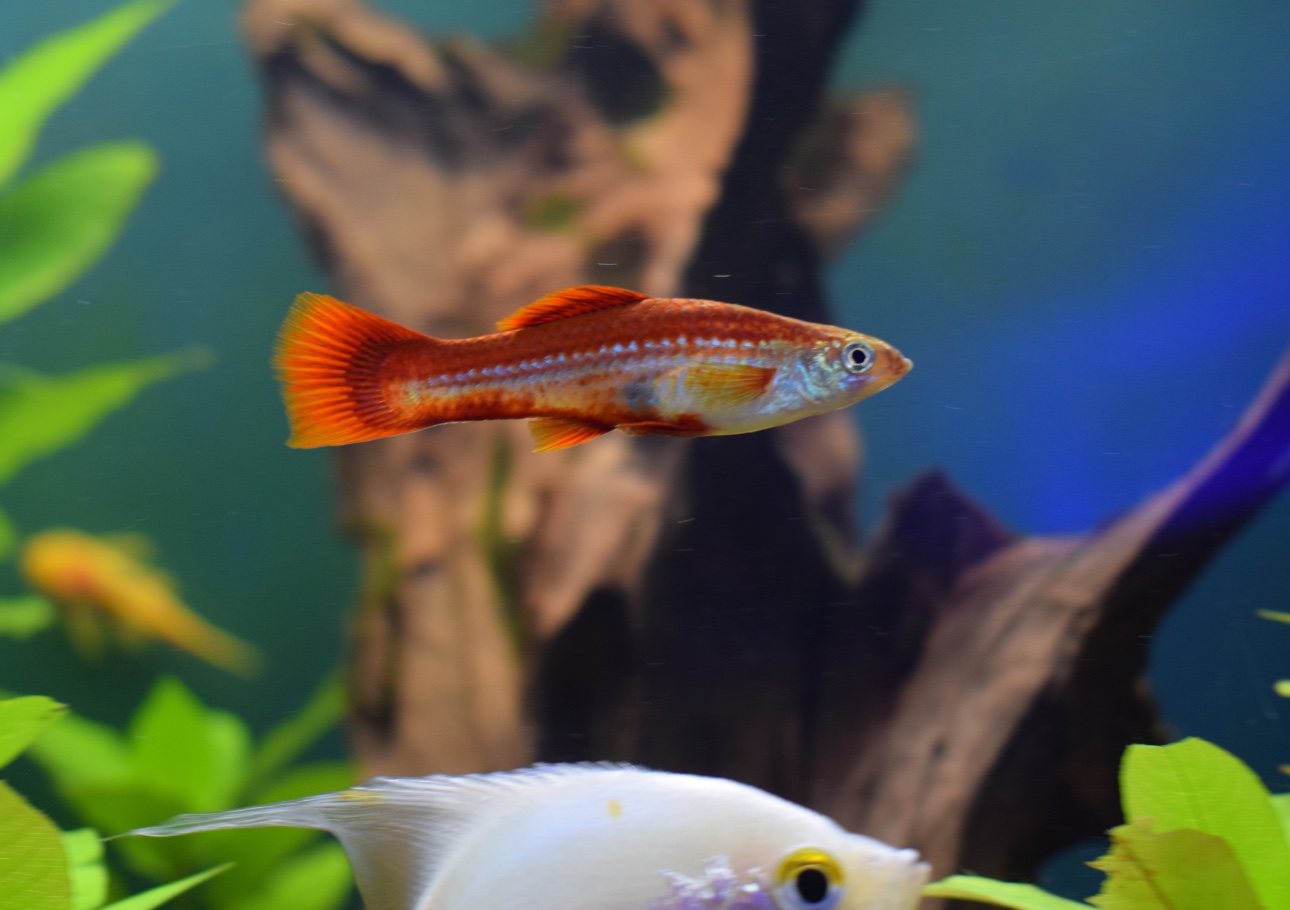 Platy fish care