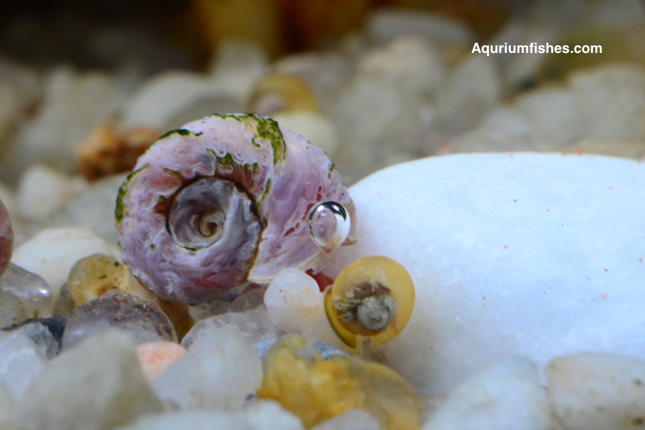 Ramshorn Snail - algae eating snails