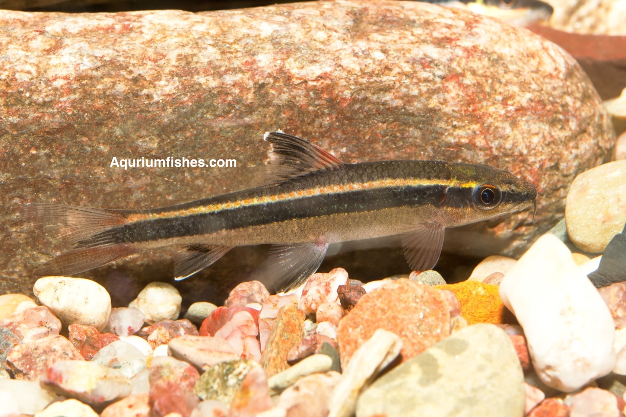 Siamese flying fox - algae eater fish