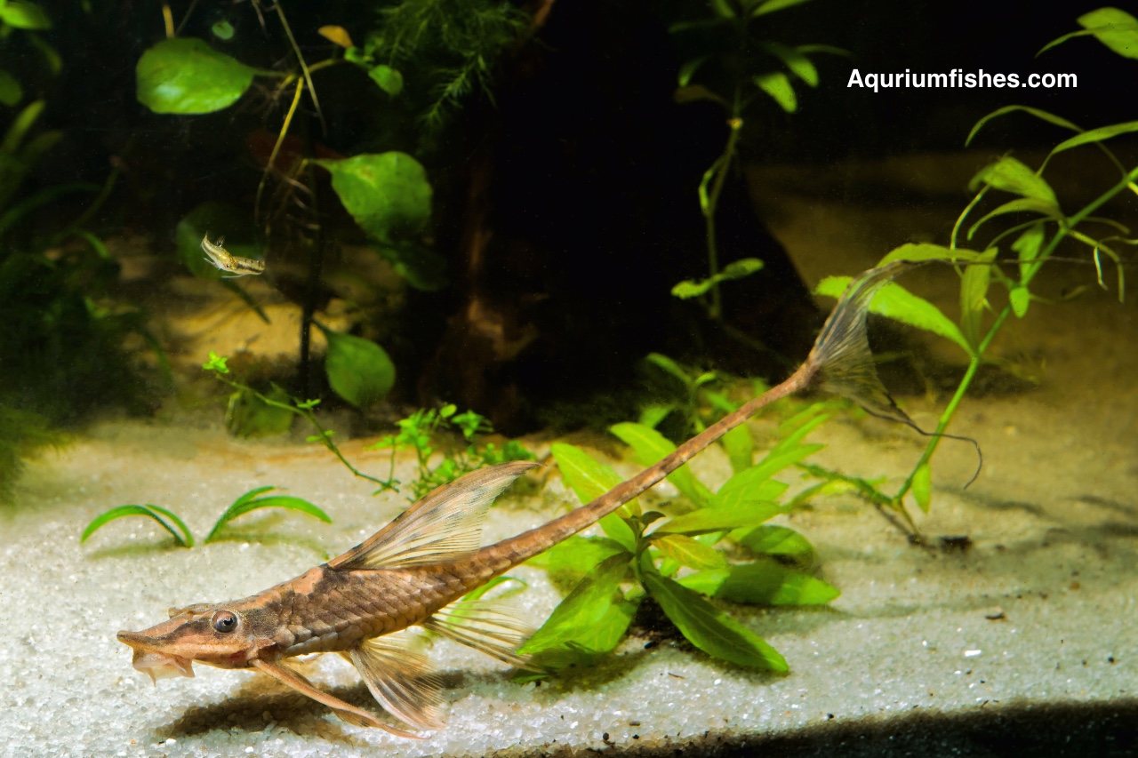 Twig catfish - Farlowella acus - algae eater fish