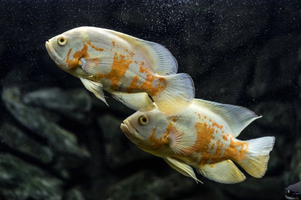 Albino oscar fish