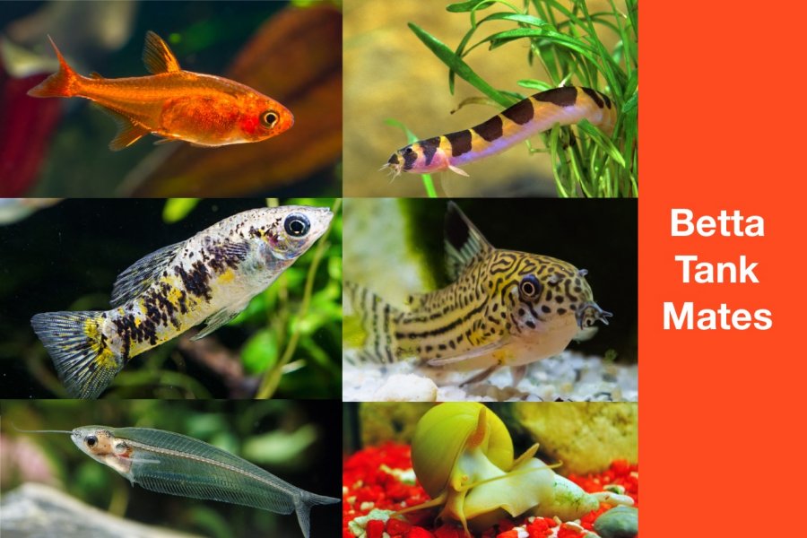 50 Betta Tank Mates That You Should Know • Aquarium Fishes