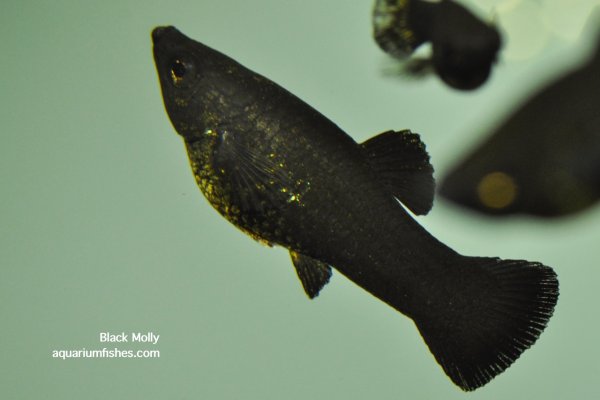 Black molly fish