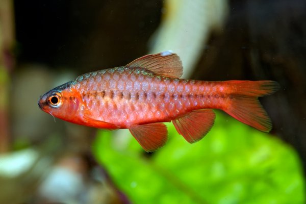 A freshwater cherry barb fish