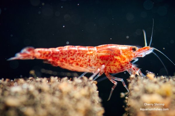Cherry shrimp - algae eater shrimp