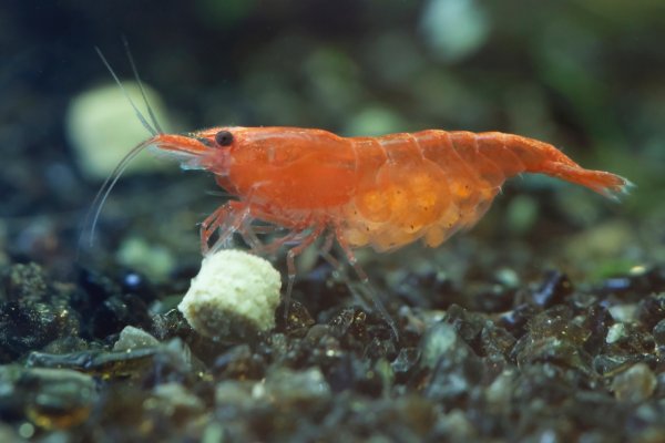 Cherry shrimp breeding