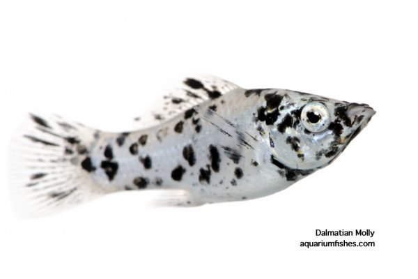 Dalmatian molly fish