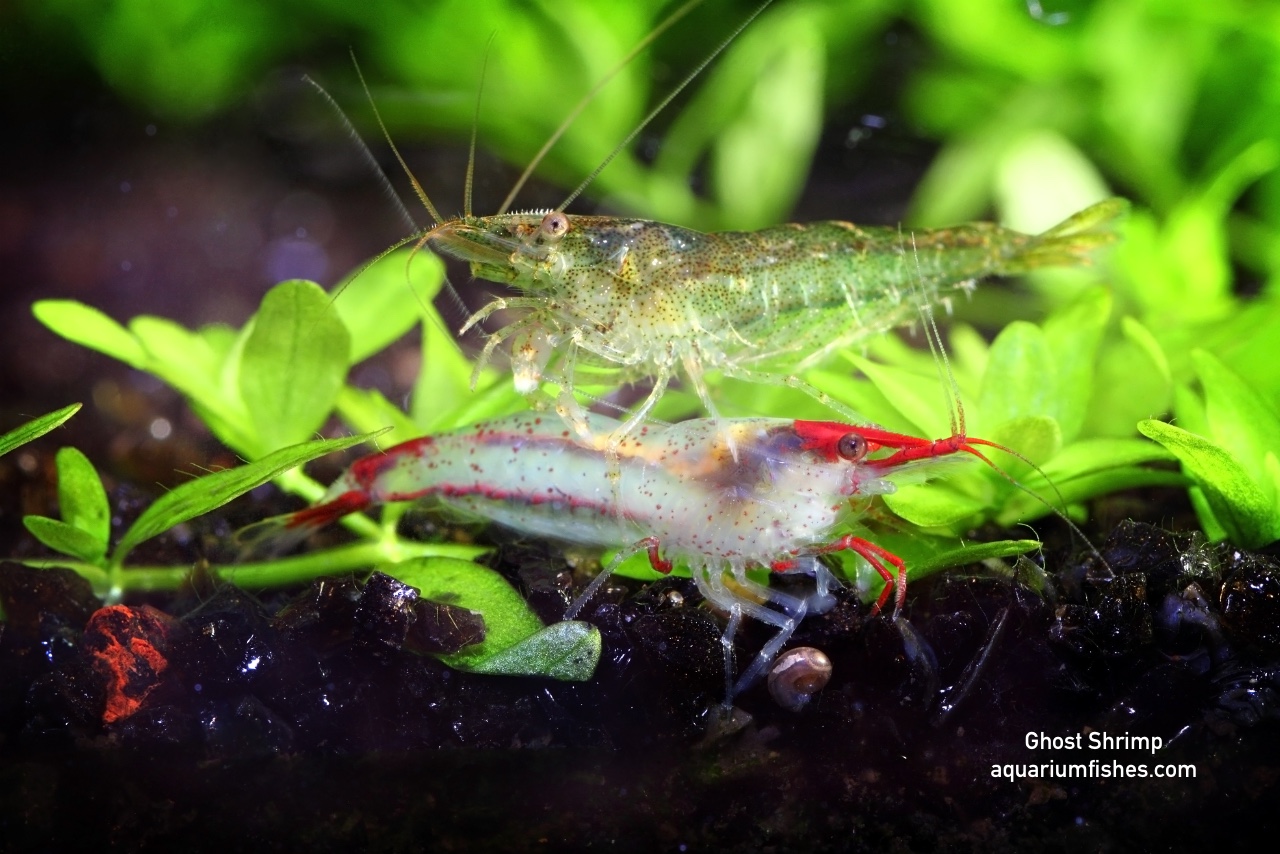 Ghost Shrimp Care Guide: Diet, Breeding and Tank Mates • Aquarium