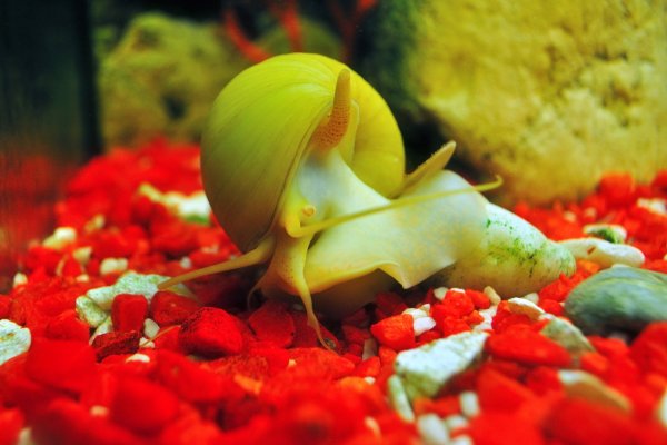 Golden mystery snail