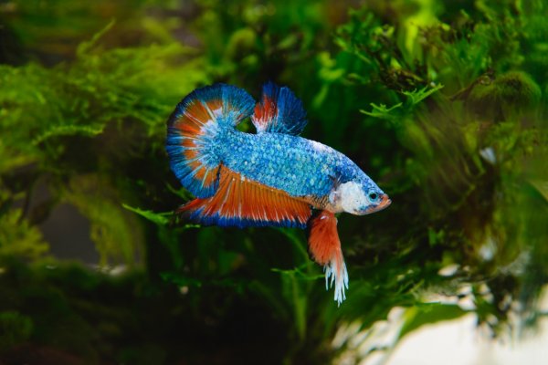 How Long Do Betta Fish Live? How to Increase Betta Fish ...
