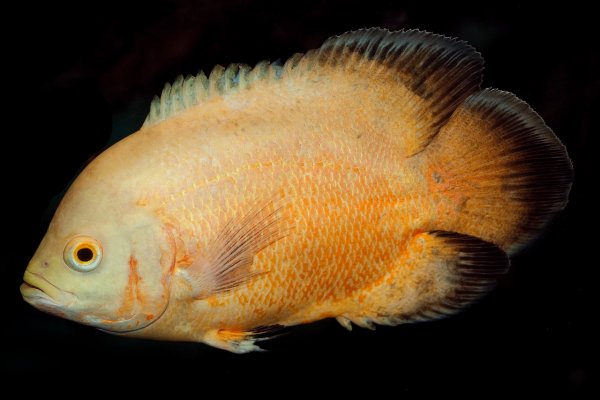 Lemon oscar fish