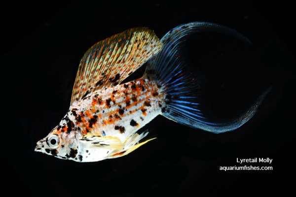 Lyretail molly fish